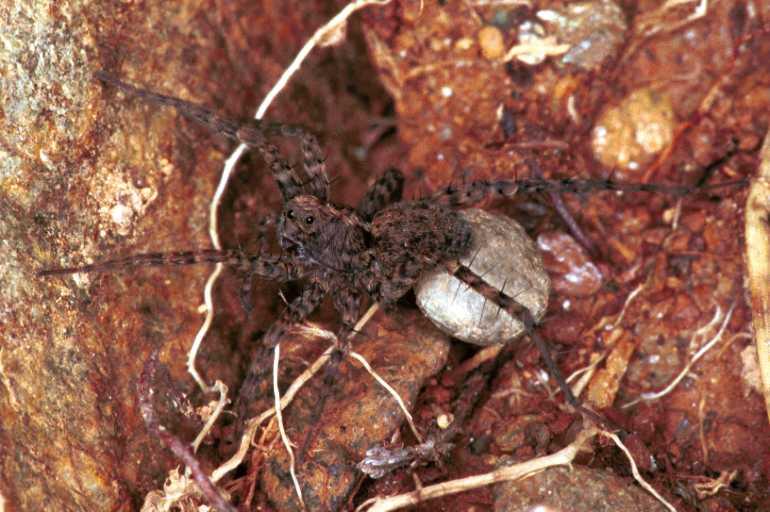 Pardosa_prativaga_F1178_Z_84_Arfons_Frankrijk.jpg