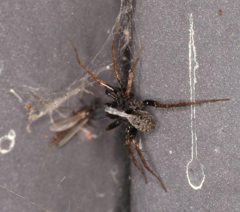 Pardosa_saltans_D4278_Z_80_Waterleidingduinen_Nederland.jpg