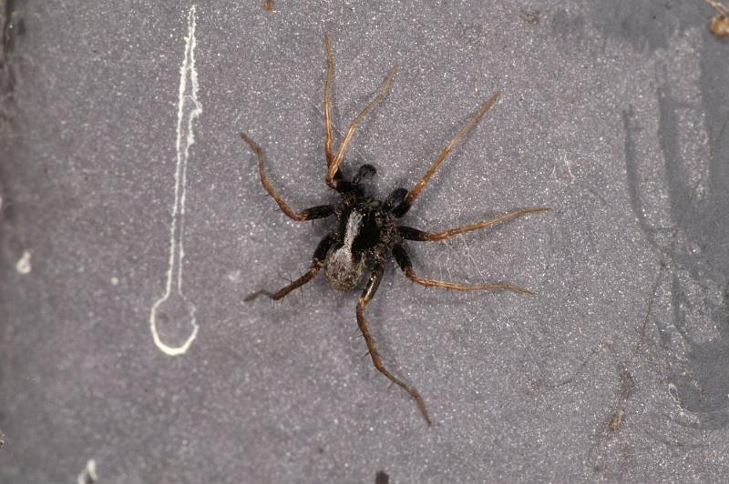 Pardosa_saltans_D4279_Z_85_Waterleidingduinen_Nederland.jpg