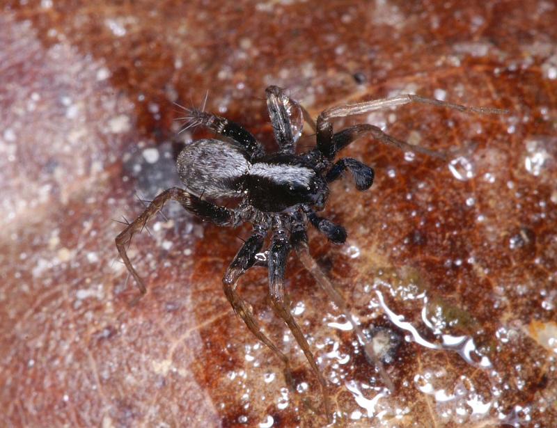 Pardosa_saltans_D4281_Z_88_Waterleidingduinen_Nederland.jpg