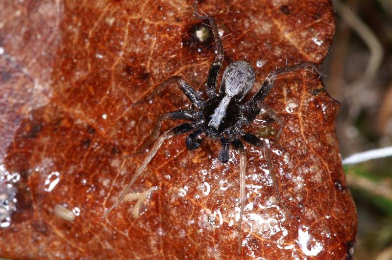Pardosa_saltans_D4282_Z_89_Waterleidingduinen_Nederland.jpg