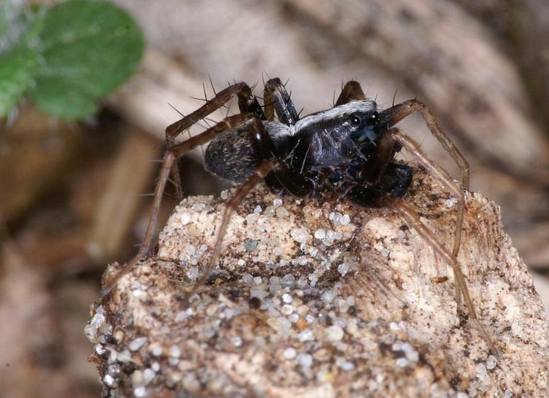 Pardosa_saltans_D4290_Z_90_Waterleidingduinen_Nederland.jpg