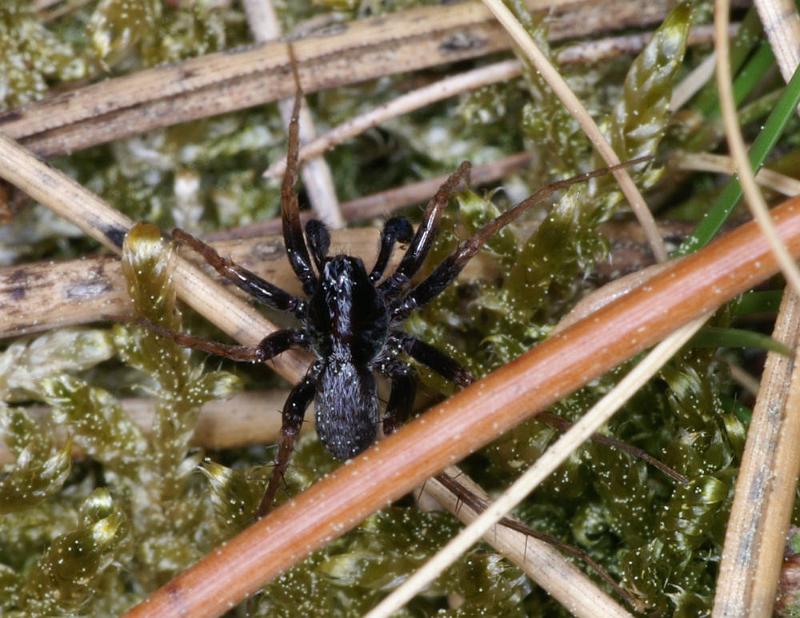 Pardosa_saltans_D4417_Z_82_Oostvlieland_Nederland.jpg