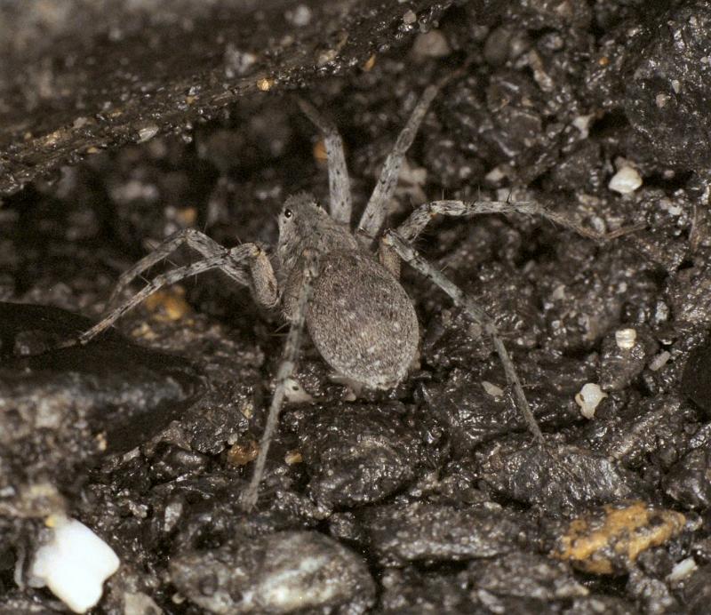 Pardosa_wagleri_F0017_Z_85_-_Frankrijk.jpg