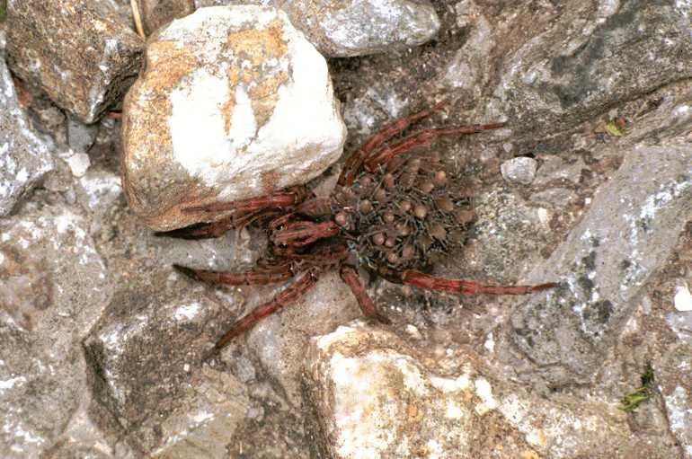 Trochosa_terricola_F0042_Z_90_-_Frankrijk.jpg