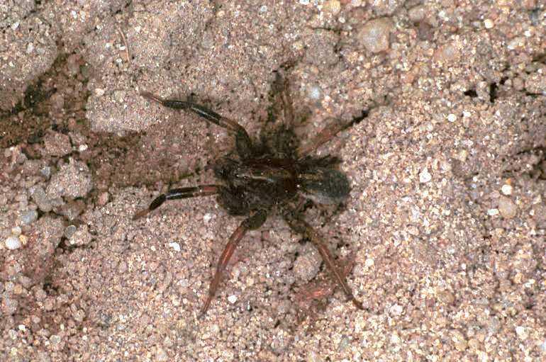 Trochosa_terricola_F0918_Z_84_Ede_Nederland.jpg