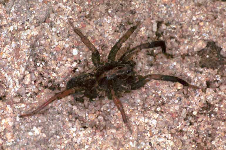 Trochosa_terricola_F0920_Z_75_Ede_Nederland.jpg