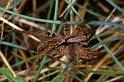 Alopecosa_barbipes_P0820_Z_90_-_Frankrijk