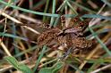 Alopecosa_barbipes_P0821_Z_90_-_Frankrijk