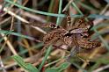 Alopecosa_barbipes_P0822_Z_91_-_Frankrijk