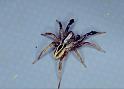 Alopecosa_cuneata_P0785_Z_85_-_Frankrijk