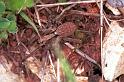 Alopecosa_inquilina_F0984_Z_82_Guzargues_Frankrijk