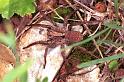 Alopecosa_inquilina_F0985_Z_82_Guzargues_Frankrijk