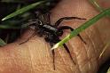 Alopecosa_pulverulenta_P0149_Z_75_Sixt-Fer-a-Cheval_Frankrijk