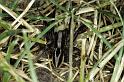 Alopecosa_pulverulenta_P0150_Z_85_Sixt-Fer-a-Cheval_Frankrijk