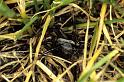 Alopecosa_pulverulenta_P0151_Z_80_Sixt-Fer-a-Cheval_Frankrijk