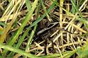 Alopecosa_pulverulenta_P0152_Z_80_Sixt-Fer-a-Cheval_Frankrijk