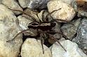 Alopecosa_pulverulenta_P0779_Z_78_-_Frankrijk