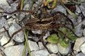 Alopecosa_pulverulenta_P0783_Z_85_-_Frankrijk