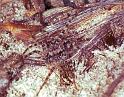 Arctosa_ZZ141_F1617_Z_75_Crampians_Australie