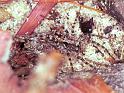 Arctosa_ZZ141_F1873_Z_78_Crampians_Australie
