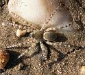 Arctosa_cinerea_D4425_Z_85_Rijnoever_Nederland