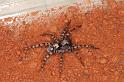 Arctosa_cinerea_D7259_Z_91_Prattenburg_Nederland
