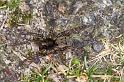 Arctosa_leopardus_D3889_Z_88_Kaaihoeve_Belgie