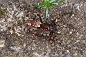 Arctosa_perita_D4711_Z_91_Waterleidingduinen_Nederland