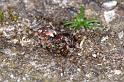 Arctosa_perita_D4712_Z_89_Waterleidingduinen_Nederland