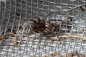 Arctosa_perita_D4723_Z_88_Badhoevedorp_Nederland