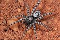 Arctosa_perita_D7244_Z_90_Prattenburg_Nederland