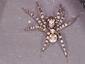 Arctosa_perita_D7256_Z_90_Prattenburg_Nederland