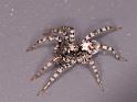 Arctosa_perita_D7258_Z_92_Prattenburg_Nederland