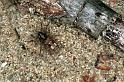 Arctosa_perita_F0090_Z_90_Waterleidingduinen_Nederland