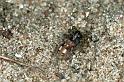 Arctosa_perita_F0092_Z_75_Waterleidingduinen_Nederland