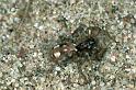 Arctosa_perita_F0093_Z_85_Waterleidingduinen_Nederland