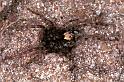 Arctosa_perita_F0908_Z_80_Ede_Nederland