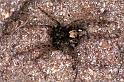 Arctosa_perita_F0909_Z_88_Ede_Nederland