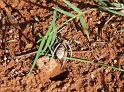 Hoggicosa_castanea_D8135_Z_88_Leinster_Australie