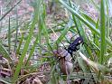 Hogna_ZZXYX_D4508_Z_83_-_Frankrijk