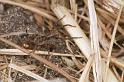 Lycosa_ZZ145_F1597_Z_82_Warrnambool_Australie