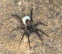 Lycosa_ZZ160_F0582_Z_76_Carnavon_Australie