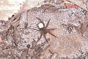 Lycosa_ZZ162_F1745_Z_85_Katherine_Australie