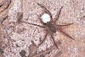 Lycosa_ZZ162_F1746_Z_85_Katherine_Australie