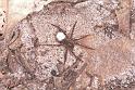 Lycosa_ZZ162_F1747_Z_85_Katherine_Australie