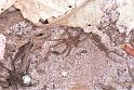 Lycosa_ZZ162_F1748_Z_80_Katherine_Australie