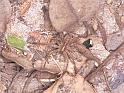 Lycosa_ZZ162_F1749_Z_75_Katherine_Australie