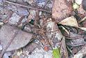 Lycosa_ZZ162_F1750_Z_80_Katherine_Australie