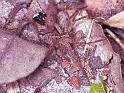 Lycosa_ZZ162_F1751_Z_85_Katherine_Australie